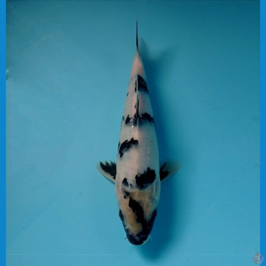 shiro 22 cm 