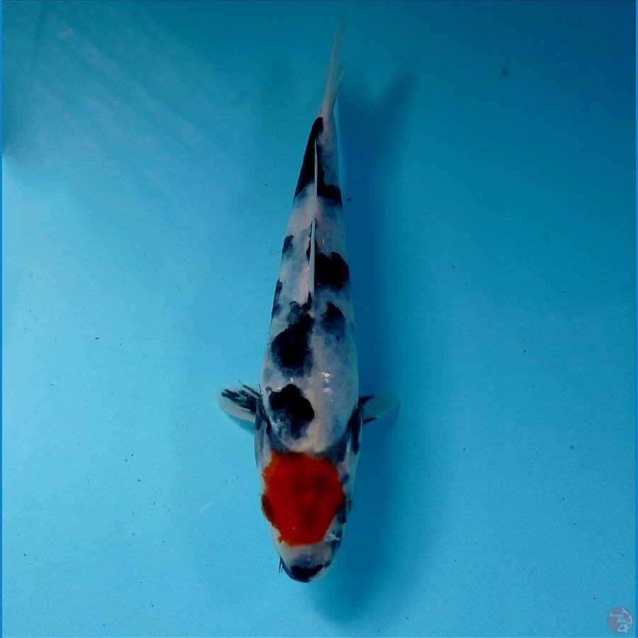 thanco showa 19 cm