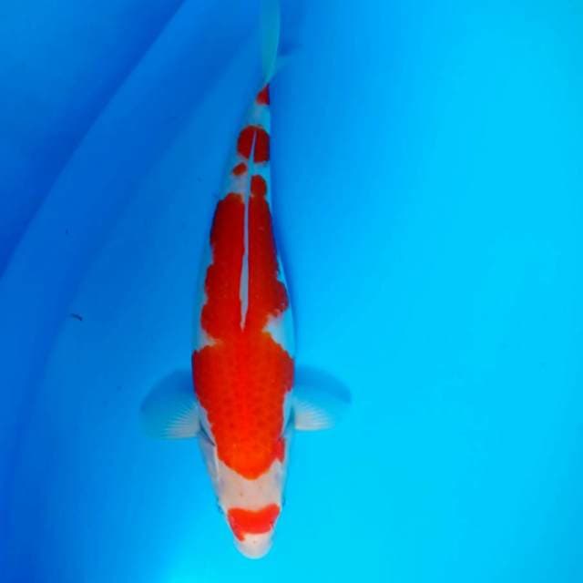 Kohaku
