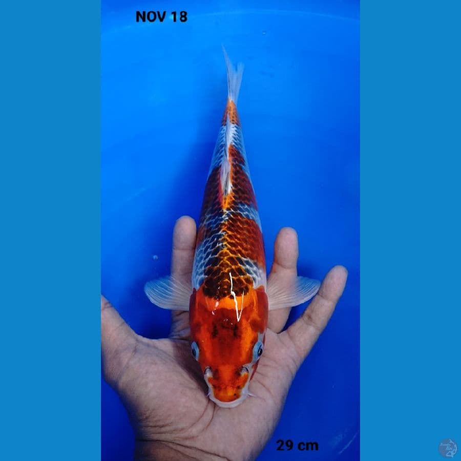 29cm goshiki spesial