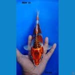 29cm goshiki spesial