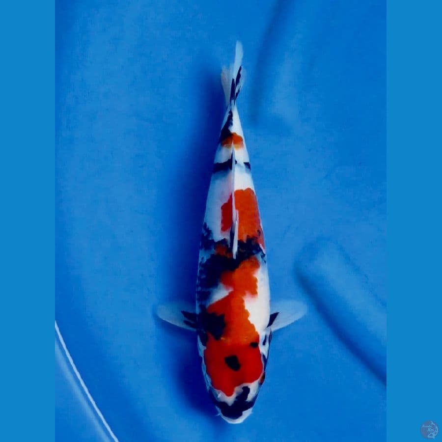 showa 30cm 
