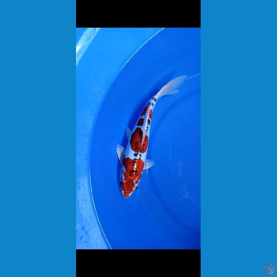 JANTAN BENI KIKO 31 cm