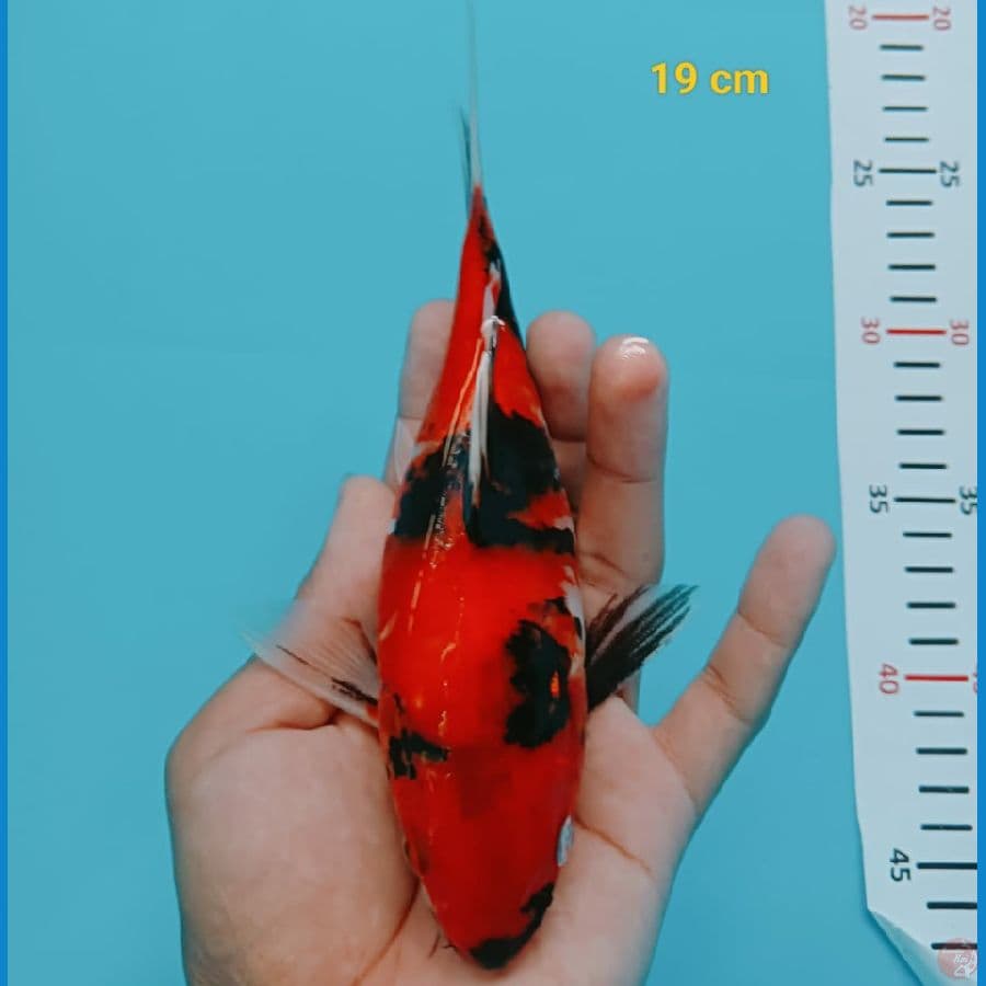 Short Body