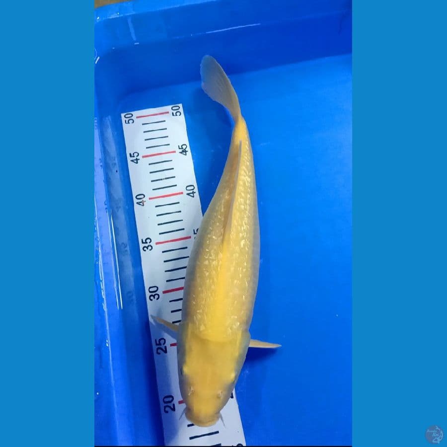 Ginrin Karasi 37cm