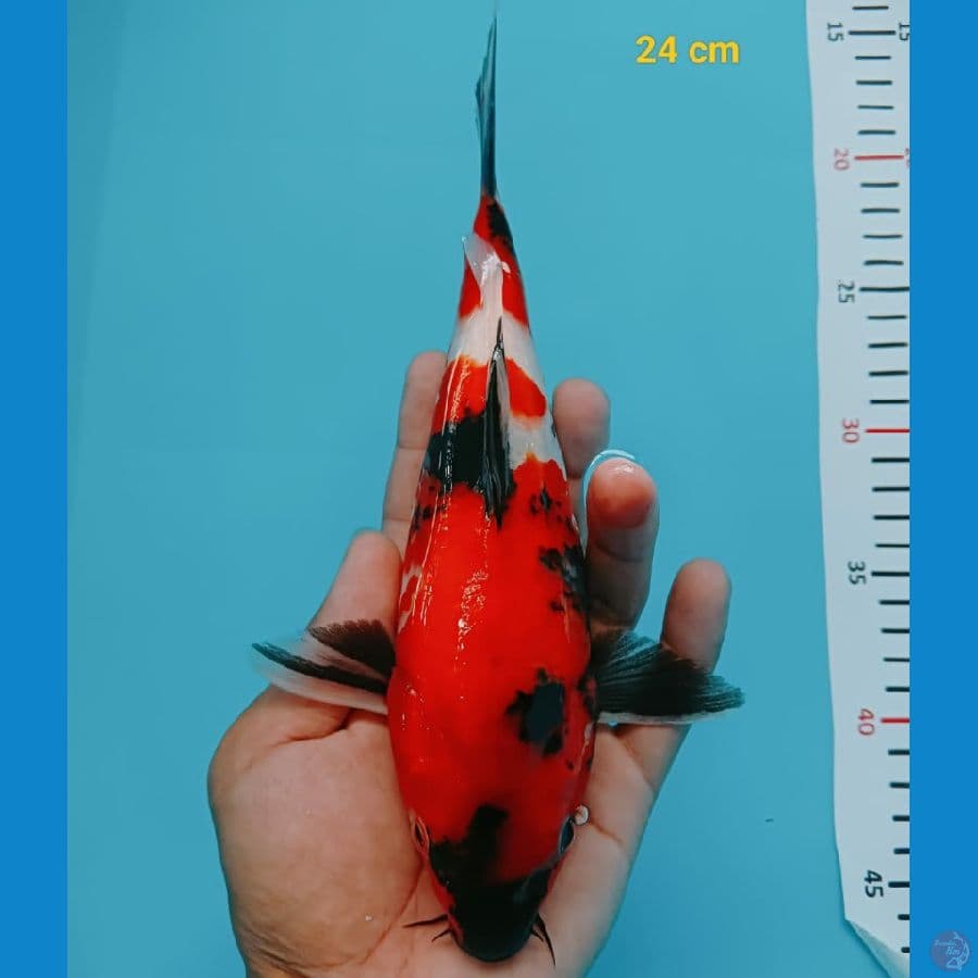 Short Body