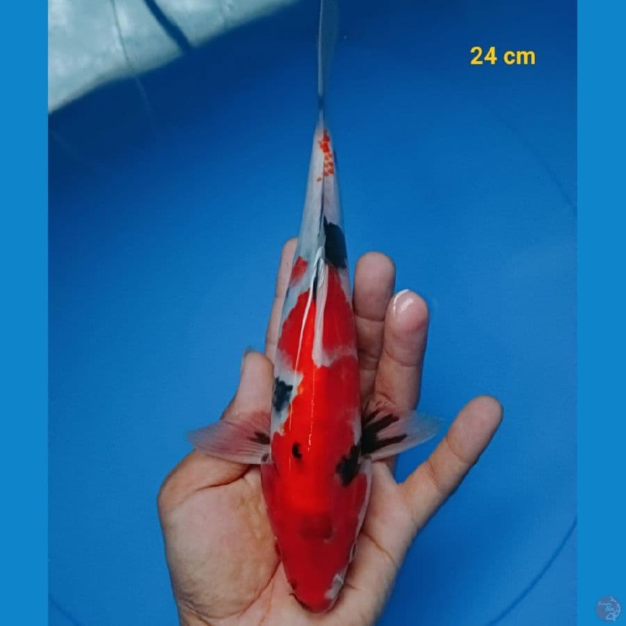 showa aja