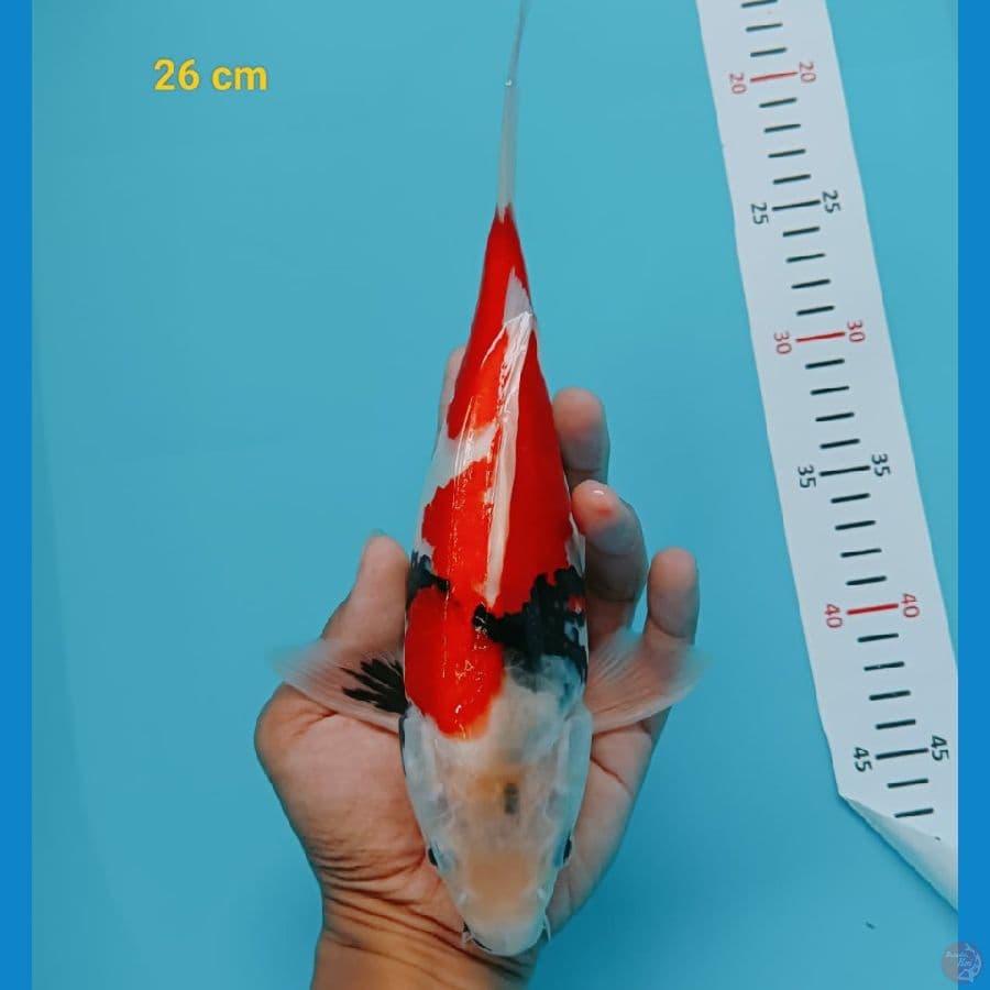 Short Body