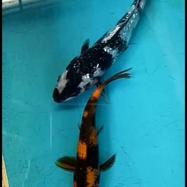 Ki.utsuri.size.25cm.siro.size.25