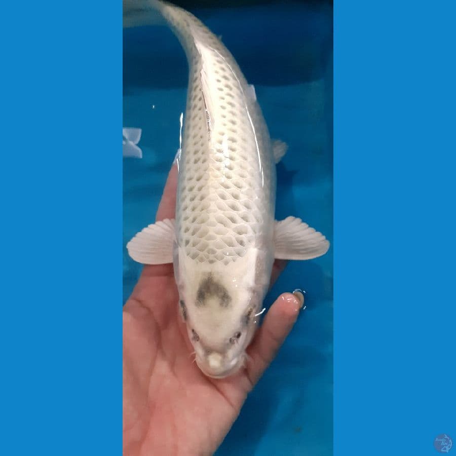 mukashi khusnul koi