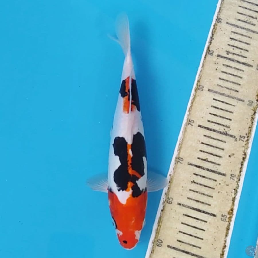 Beni Kumon ~28