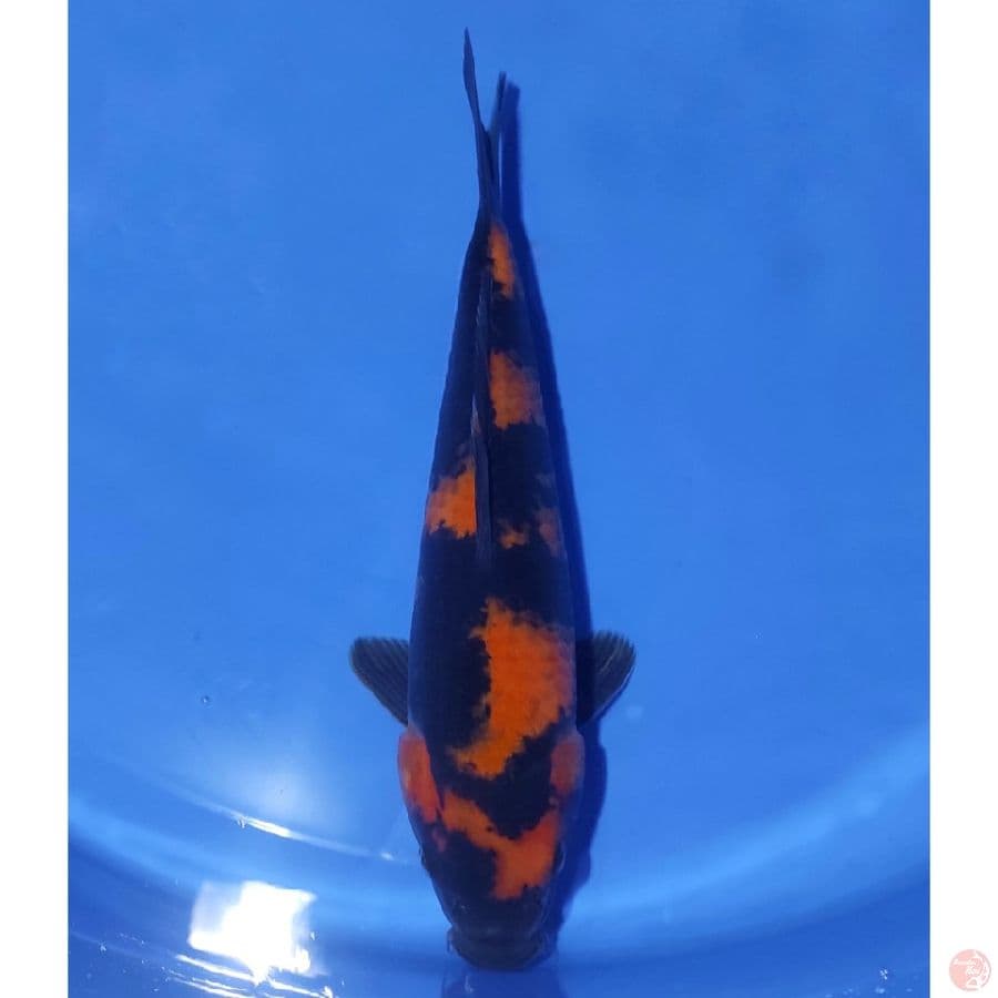 hi utsuri halus