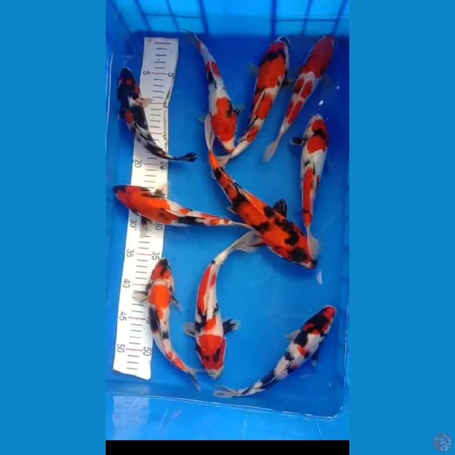 SHOWA/10 EKOR// 21-27 CM