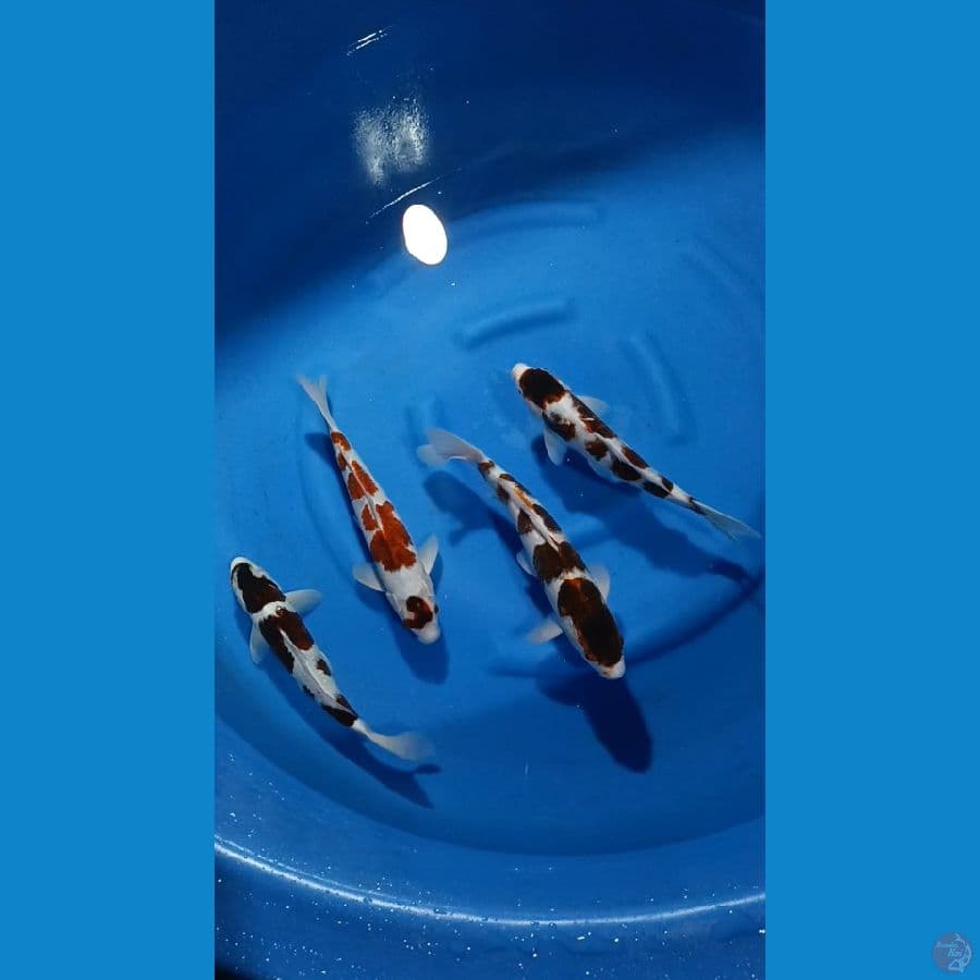 Ai goromo 30-35cm ecer japri