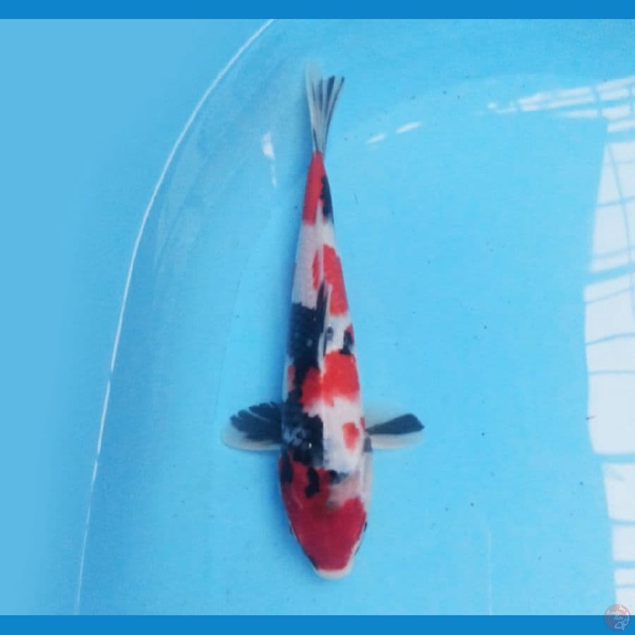 Showa 29 cm