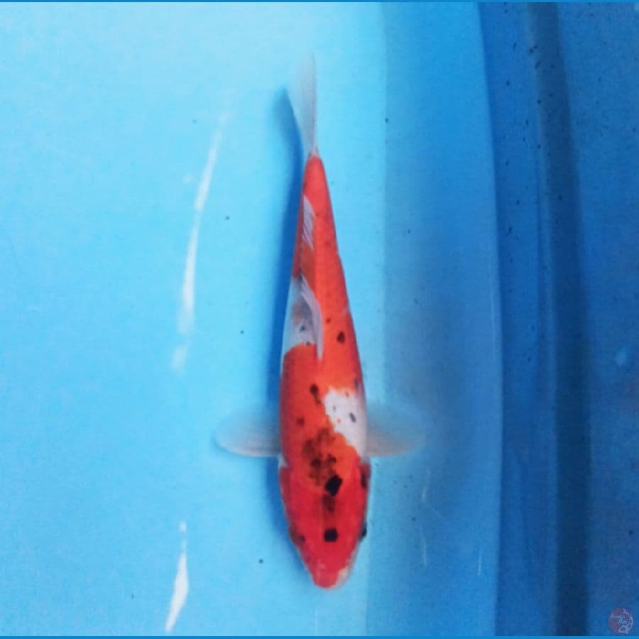 Goshiki 24 cm