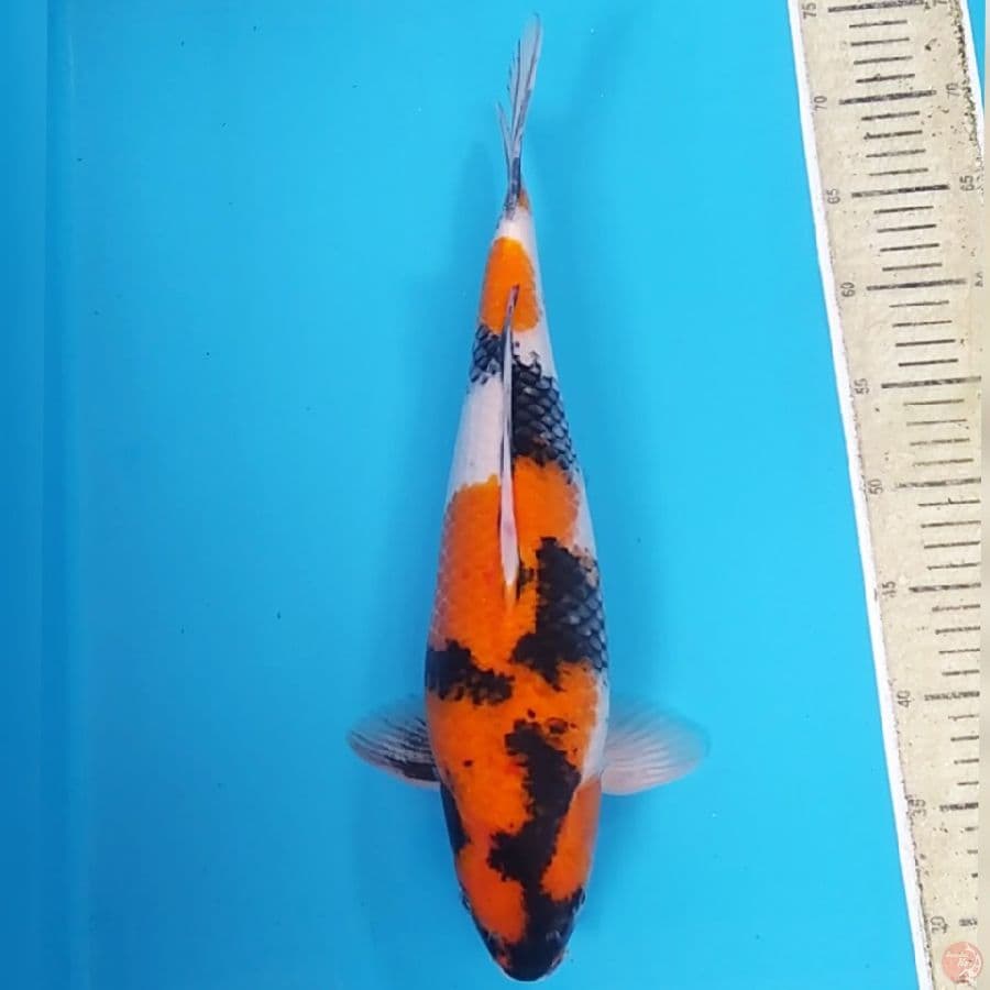 Jantan Semok ~42
