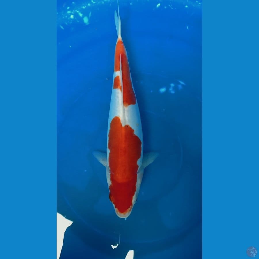 kohaku doit