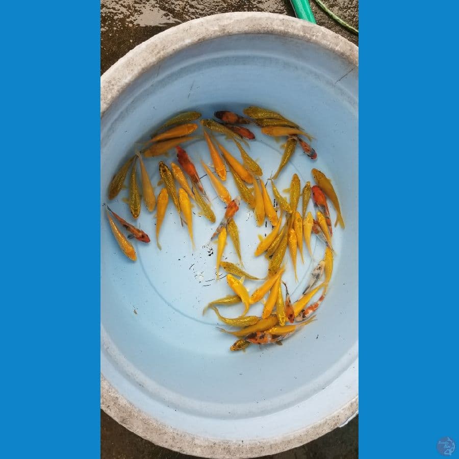 bibitan mix 