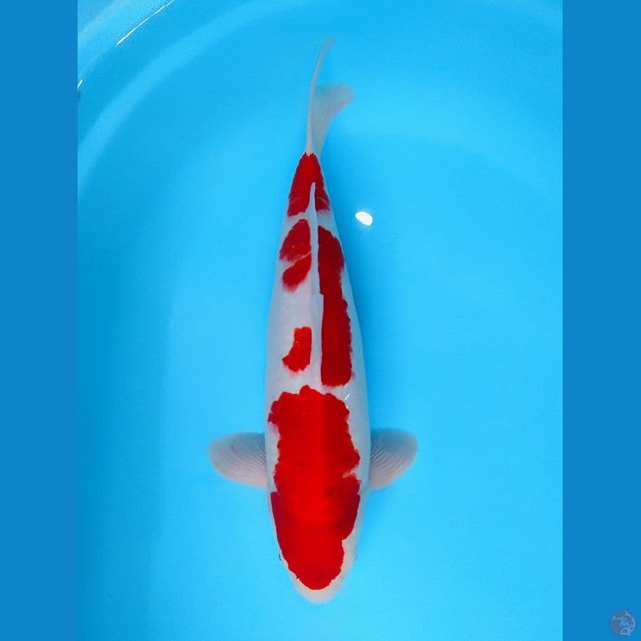 AI GOROMO 39,5CM (MALE)