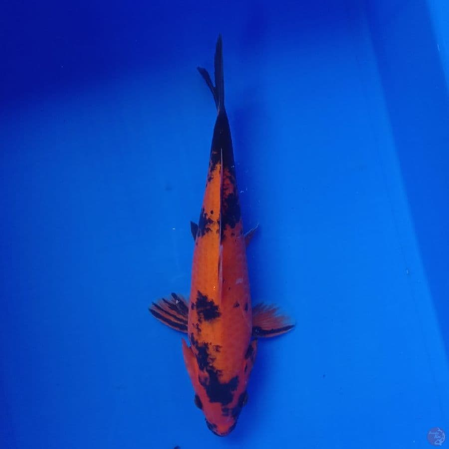 YAMATO - HI UTSURI 30CM