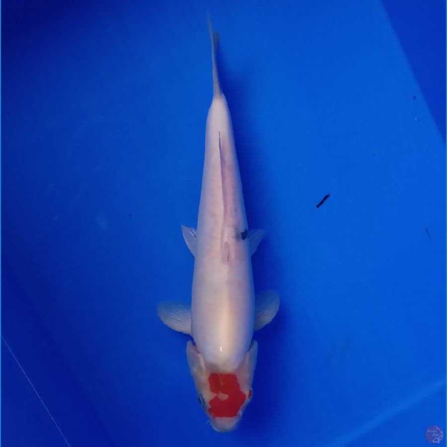 YAMATO - TANCHO SHOWA DOITSU 31CM