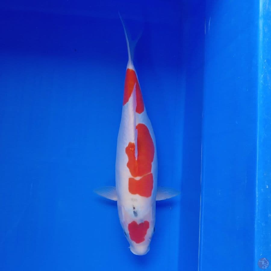 YAMATO - MARUTEN DOITSU SHOWA 33CM