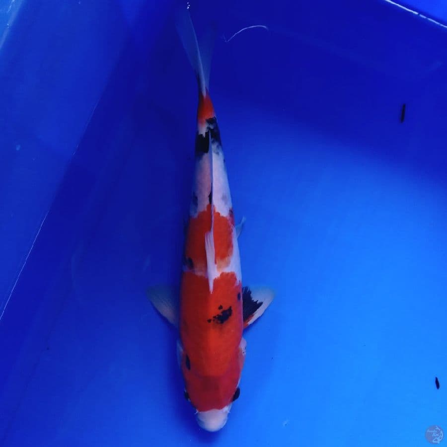 YAMATO - SHOWA 32CM