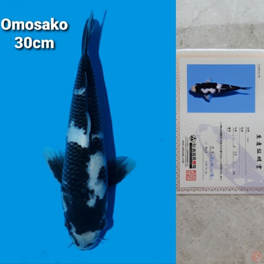 OMOSAKO SHIRO 30CM SERTI