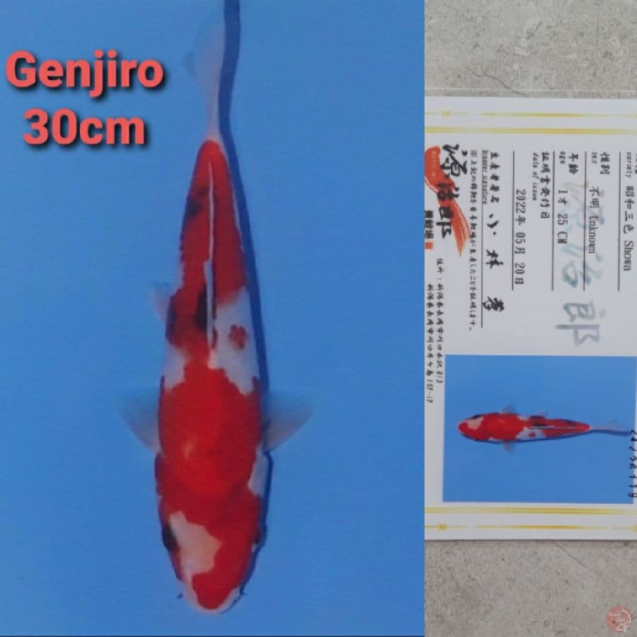GENJIRO SHOWA 30CM SERTI
