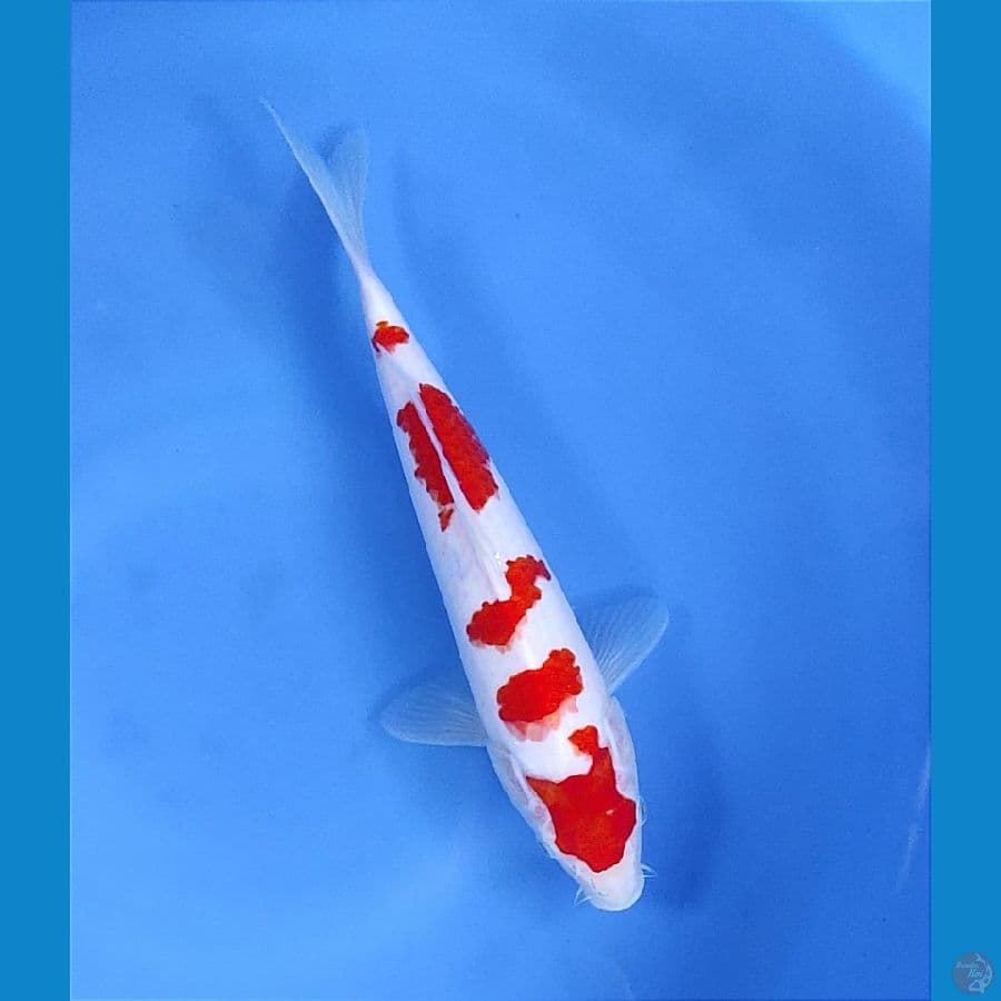 29cm