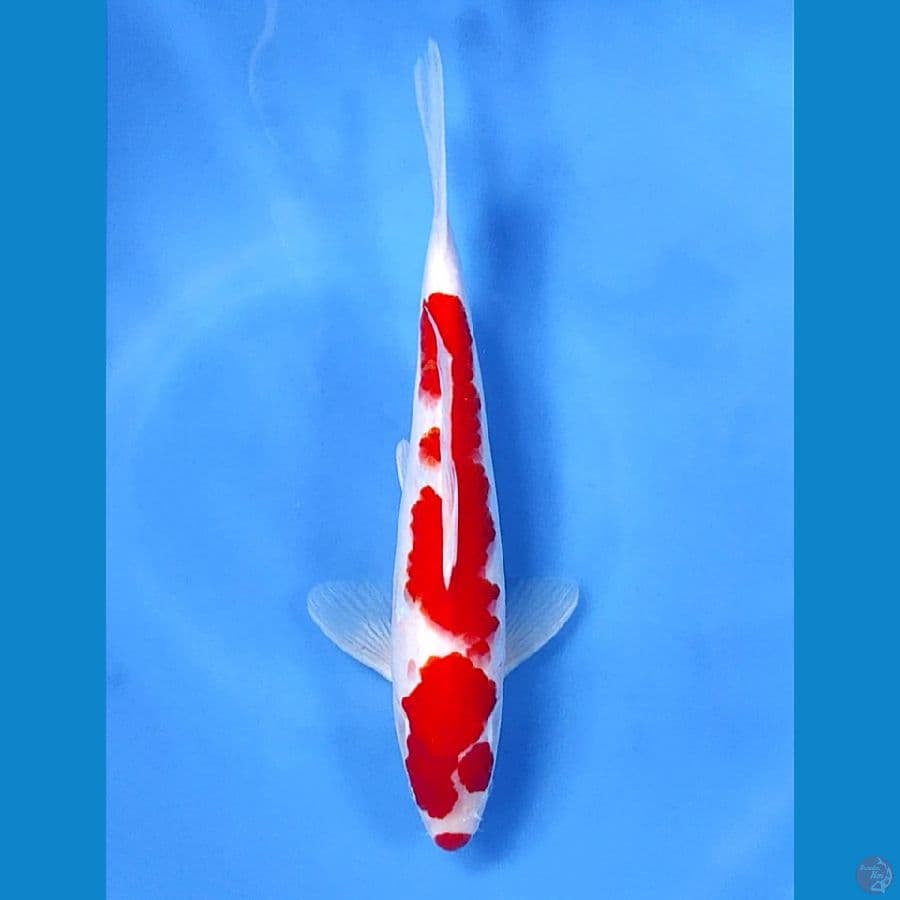 30cm