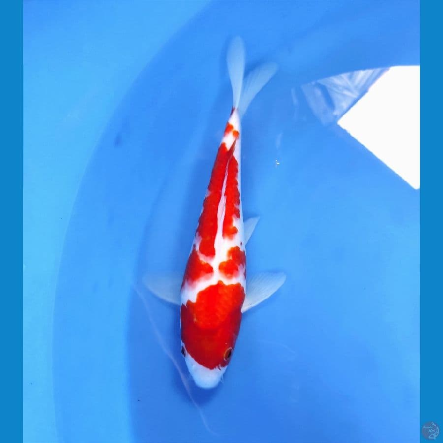 unique 27cm