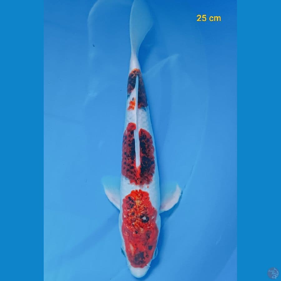 Ai Koromo 25 cm