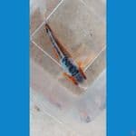 Super red Shusui 17cm