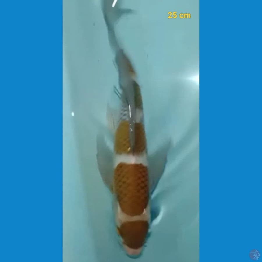 maruten goromo 25 cm
