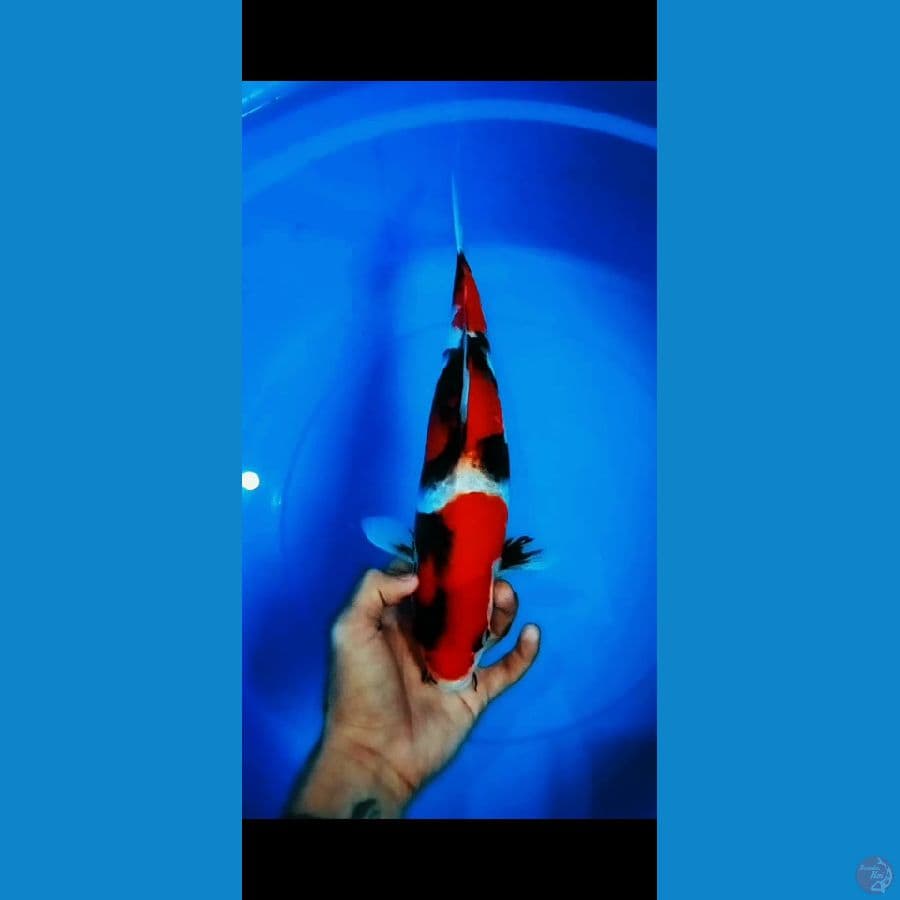 showa 35cm