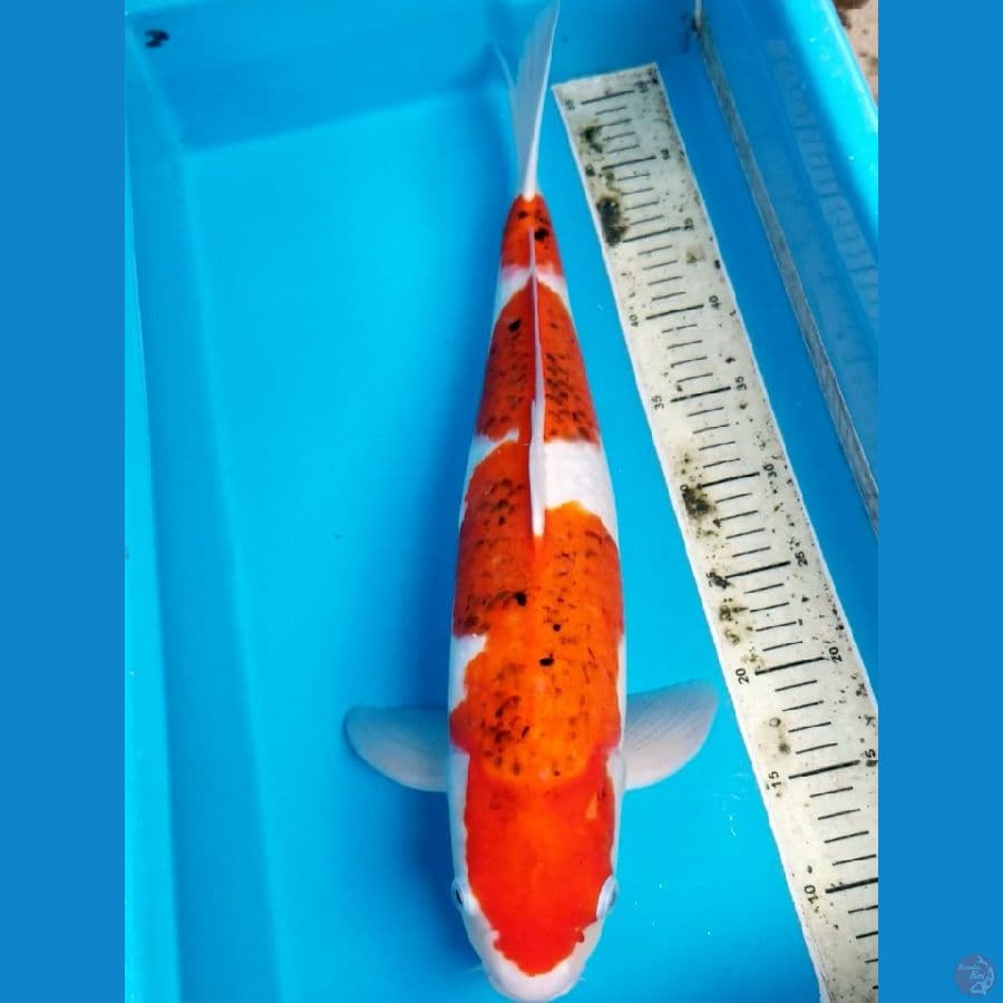 AIGOROMO 50 CM MALE
