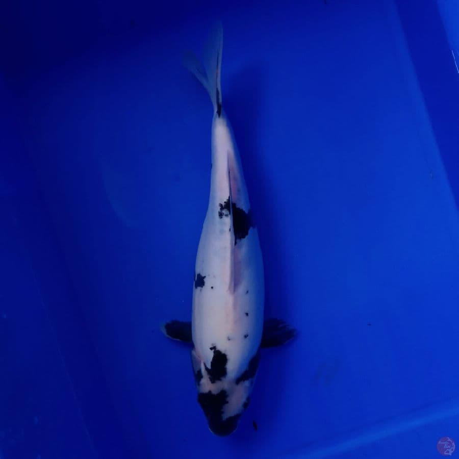 YAMATO - DOITSU SHIRO 37CM
