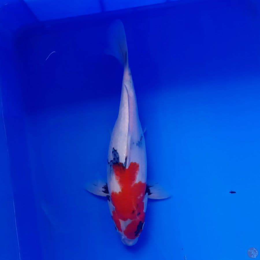 YAMATO - SHOWA 30CM