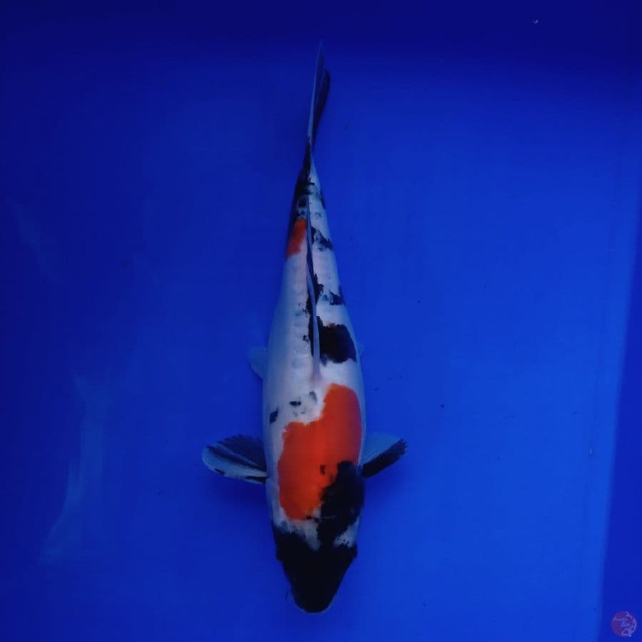 YAMATO - DOITSU SHOWA 28CM