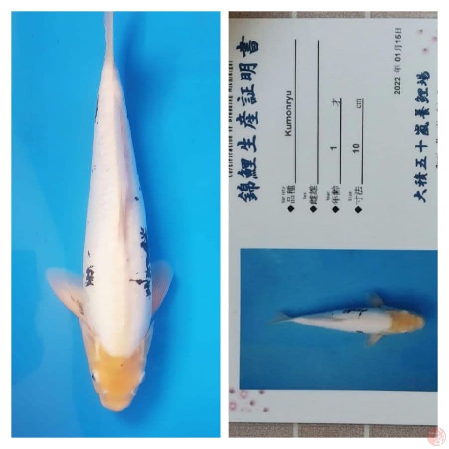 Kumonryu 43cm serty breeder ozumi ikarashi