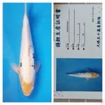 Kumonryu 43cm serty breeder ozumi ikarashi