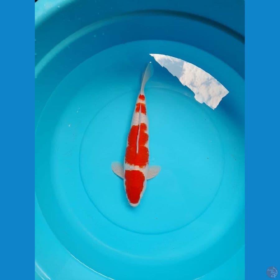 Kohaku 