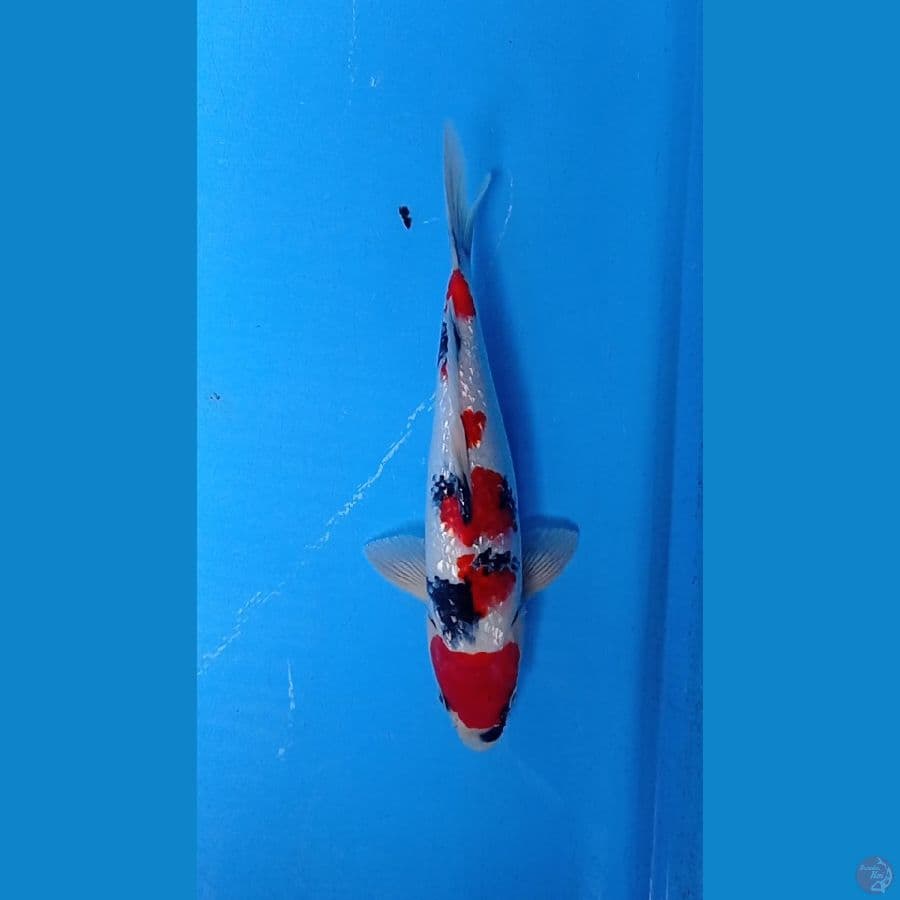 Showa Ginrin 30cm Full GINRIN