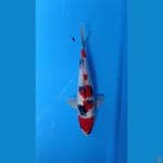 Showa Ginrin 30cm Full GINRIN