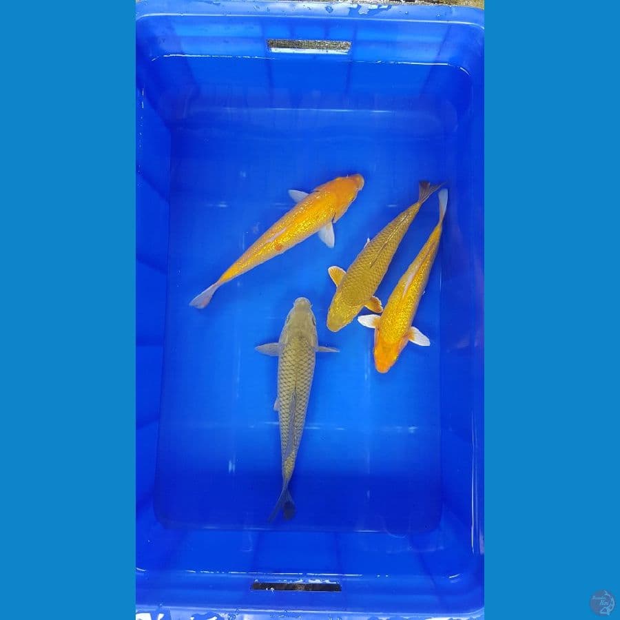 MIX 4 EKOR25CM
