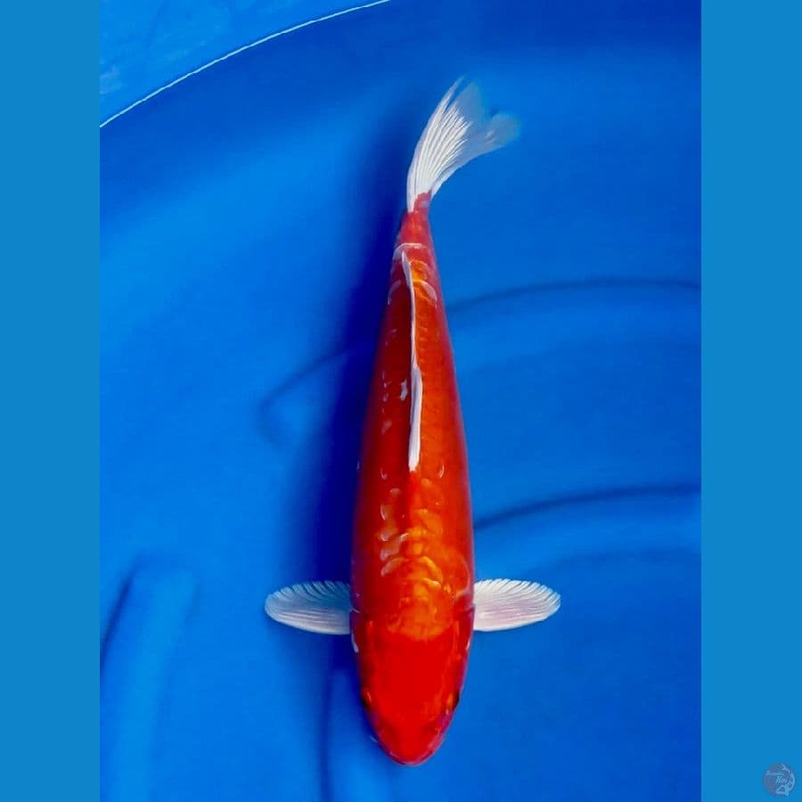 44cm , Male Orenji Doitsu