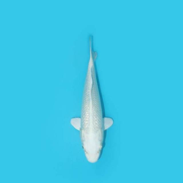 22 CM - PLATINUM GINRIN
