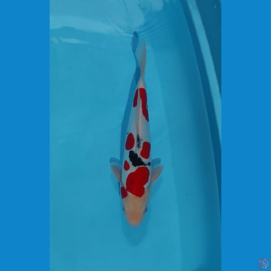 sanke doitsu 35 cm merah strong